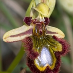 Mirror Orchid (Ophrys ciliata syn. Ophrys speculum)