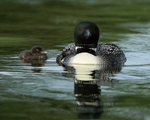 Great Northern Diver & chick, Minnesota, USA