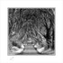 16x16 2008-019BS Dark Hedges