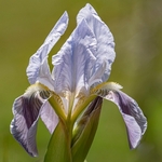 Twin-flowered Iris (Iris bicapitata) usually blue-violet but also in yellow, white and lilac
