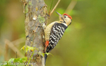 Fulvous-breasted Woodpecker.