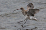 Curlew Landing at Belfast Lough