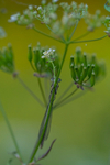 In the world of Damselflies