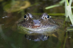 Common Frog - Rana temporaria RPNP0049