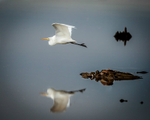Egret Reflection
