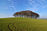 Copse
