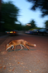 Urban Fox, Bristol _ UR036
