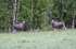 Elk (Moose)