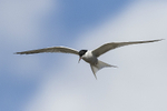 Common Tern