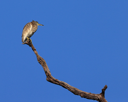 Indian Pond Heron (immature) perched, Bandhavgarh Reserve, India