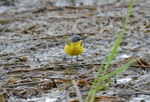 Blue-headed Wagtail