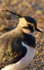 LAPWING WINTER 2010