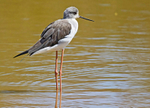 Black Winged Stilt