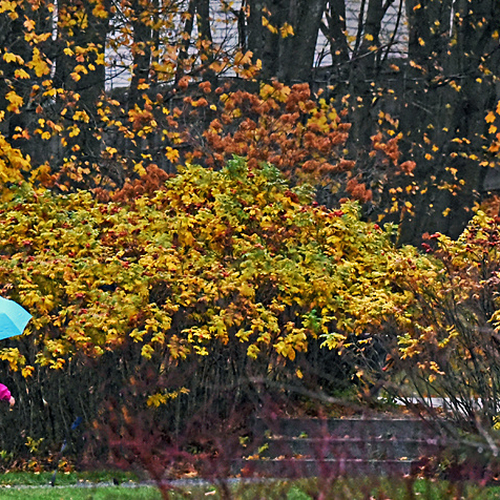 Umbrellas come in handy in autumn, and make for some sharp contrast with the colorful foliage.