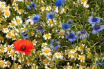 Ruyton wildflower meadow