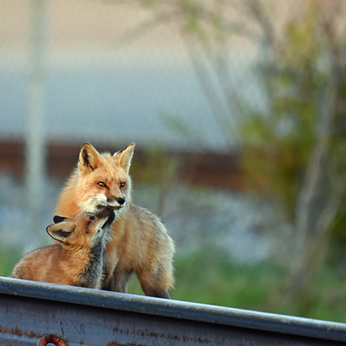 Red  Fox Vixen Vulpes vulpes with Kit