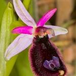 Bertoloni's Ophrys (Ophrys bertolonii)