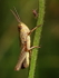 Unidentified Grasshopper (and Aphid)