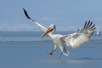 Dalmatian Pelican