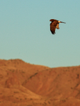 Northern Harrier portfolio
