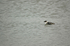Little Auk