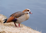 Egyptian Goose