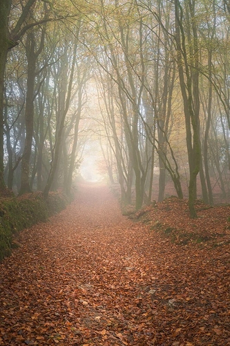 Autumn tunnell