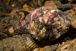 Myoxocephalus scorpius
