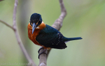 Green and Rufous Kingfisher