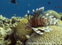 RS017: Lionfish