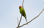 Plum-headed Parakeet