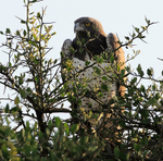 Martial Eagle portfolio