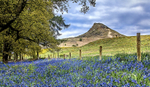 Spring Topping