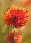 Poppy