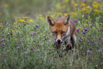 Wildlife 140825_RLP152309tc