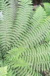 Fern Fan