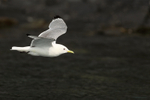 Close fly-past of Black-legged Kittiwake, Whittier, Alaska