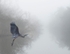 Great Blue Heron in fog