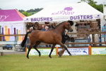 Class 17-20 - Arab & Part Bred - Anglo Arab In Hand portfolio