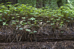 Clover on Redwood