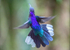 Violet Sabrewing Hummingbird, Costa Rica