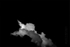 Black Clouds12