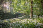 ab557 Wild Garlic Shorwell