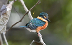 American Pygmy Kingfisher