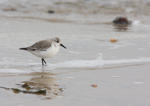 Sanderling Winter Plumage - Calidris alba RPNP0093