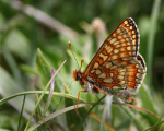Marsh Fritillary
