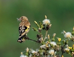 Juvenile Goldfinch
