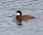 Ruddy Duck portfolio