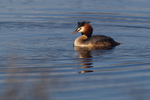 Great Crested Grebe - Lackford Lakes