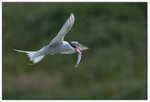Arctic Tern, Isle Of May.